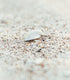 White Cockle Shells - 1 Kg